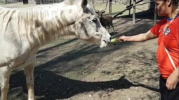 Große Ich war ganz nass, als ich die Größe eines Pferdegliedes sah !!! Ich wünschte mein Freund wäre so !!! Paty Hintern, El Toro De Orowarme Röhre